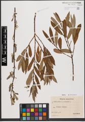 Salix aurita L. x Salix viminalis L.